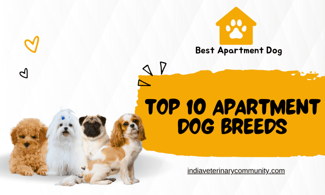 Apartment Dog Breeds