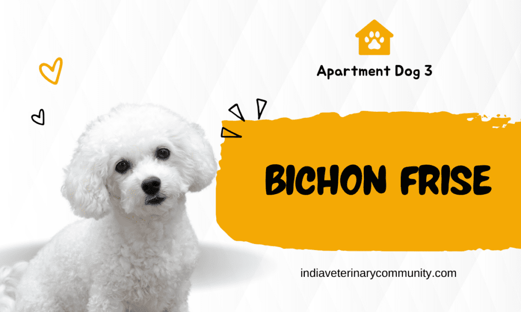 Bichon Frise