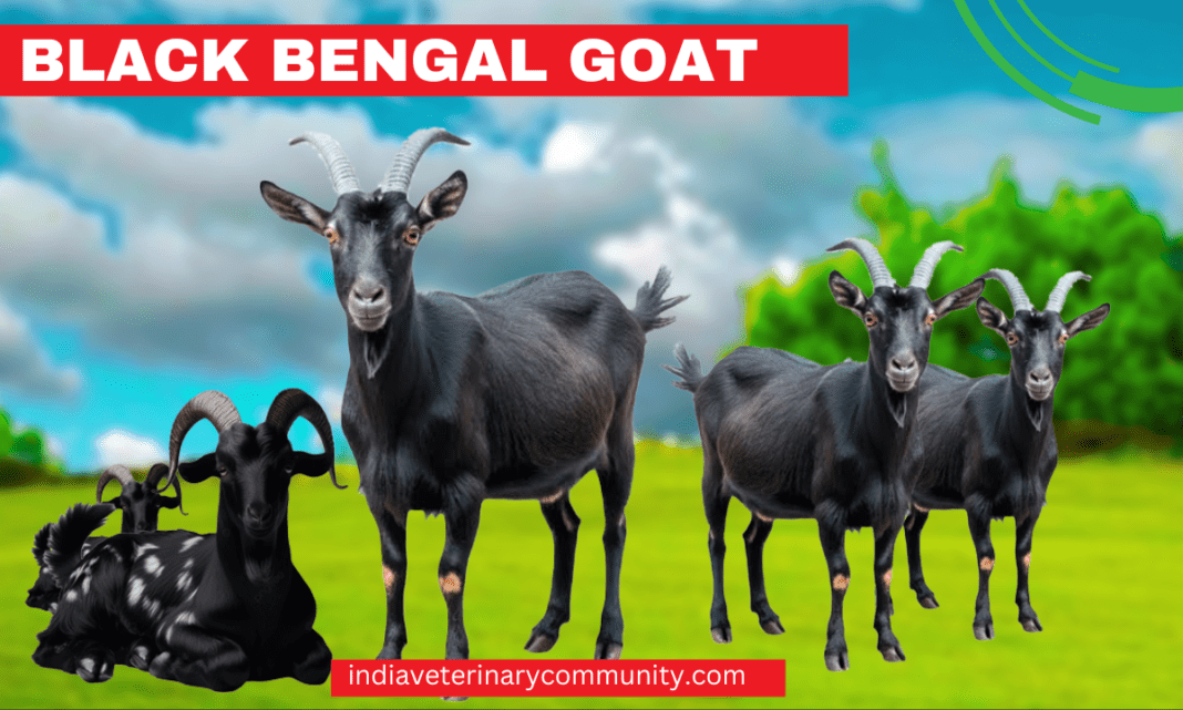 Black Bengal Goat