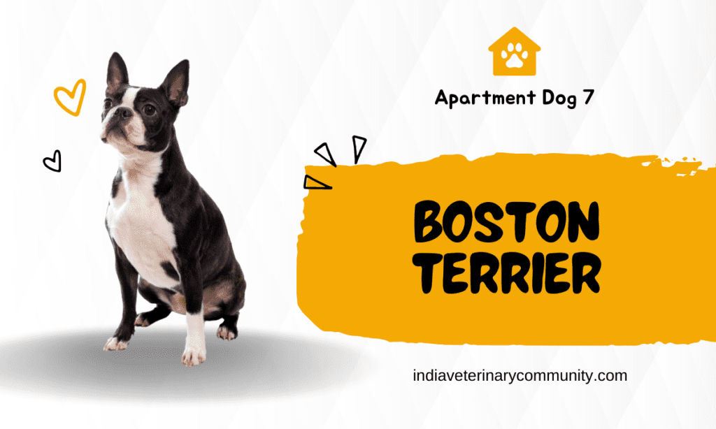 Boston Terrier