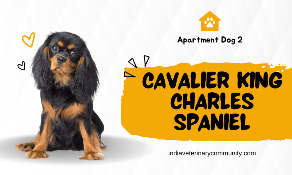 Cavalier King Charles Spaniel