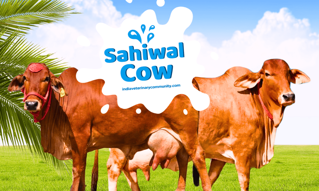 Sahiwal Cow