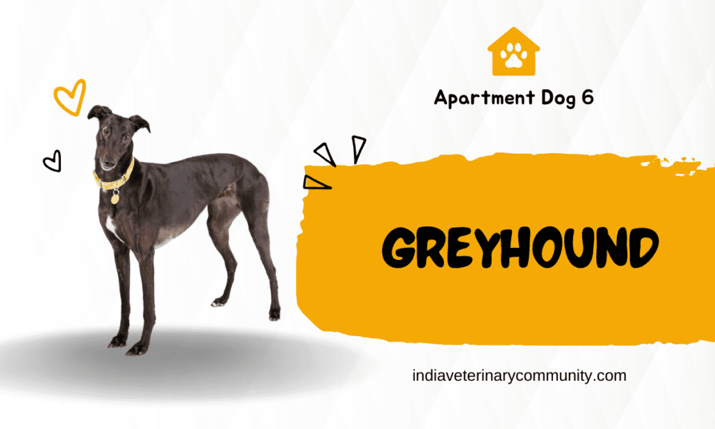 Greyhound