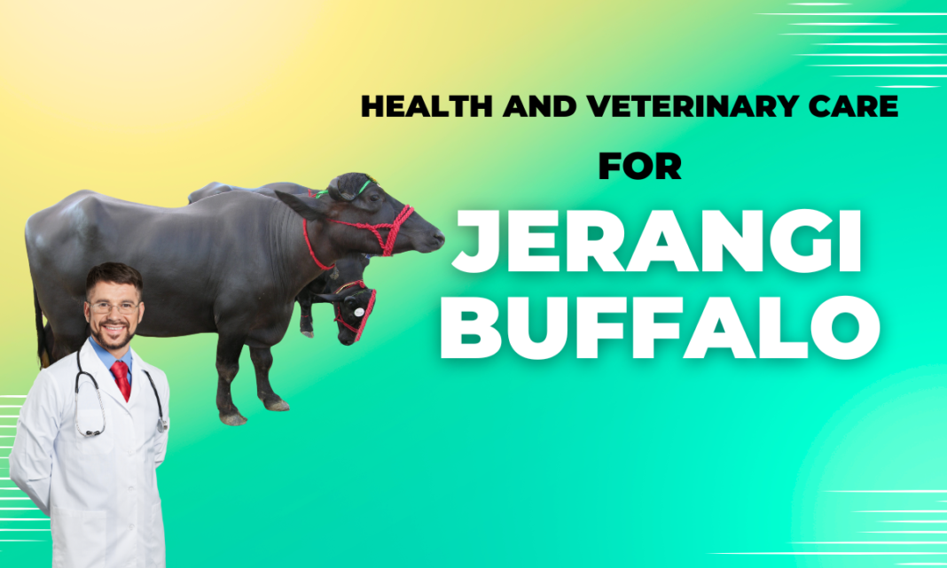 Veterinary Care for Jerangi Buffalo