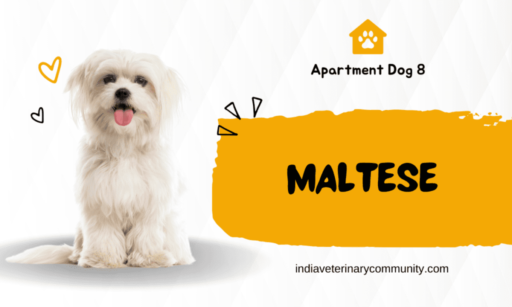 Maltese