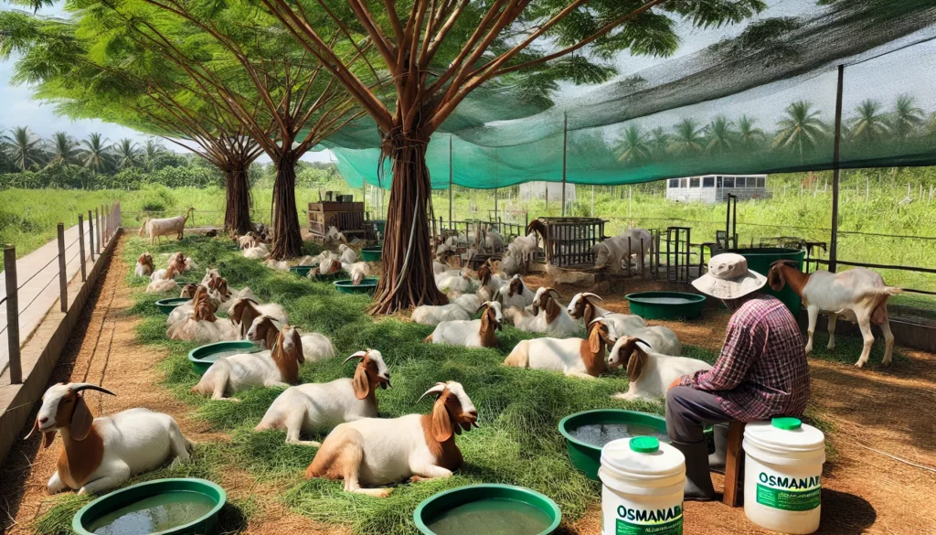 Image of Osmanabadi Goats Managing Heat Stress