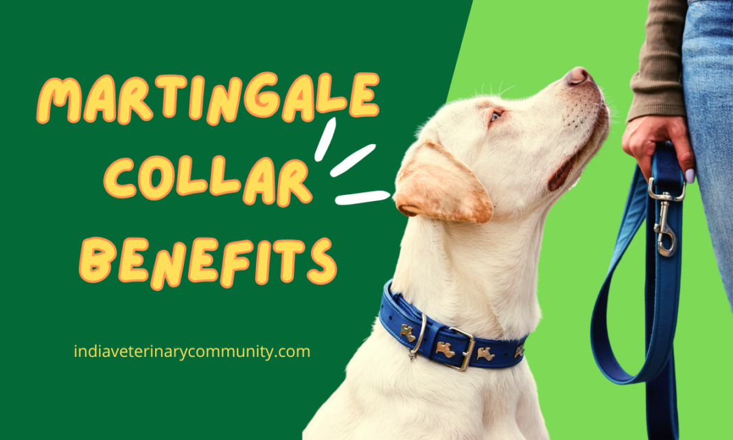 Martingale Collar