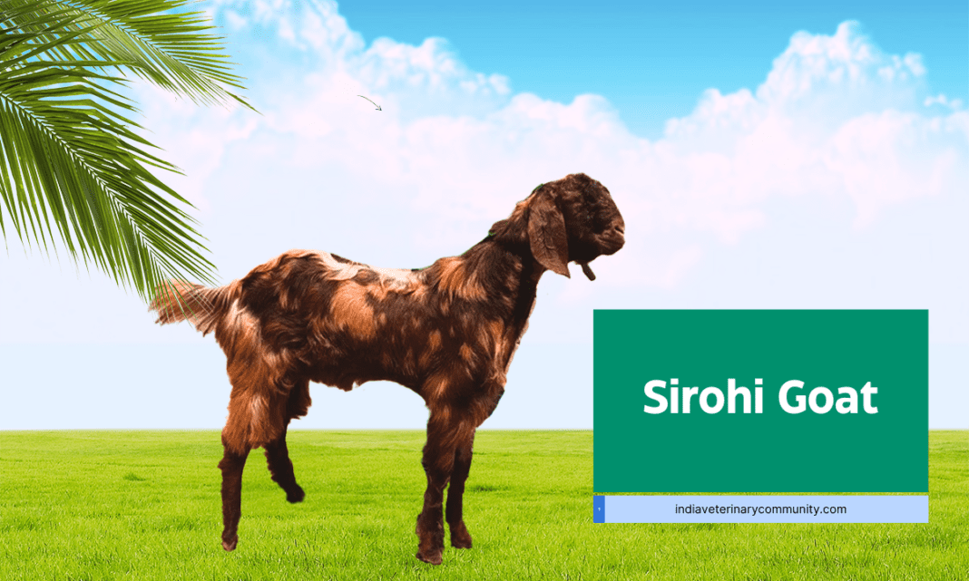 Sirohi Goat