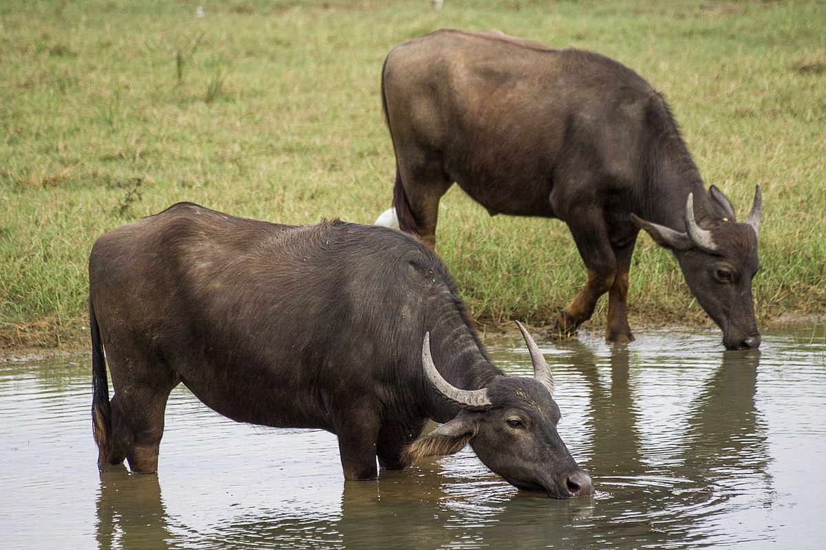 Murrah Buffalo