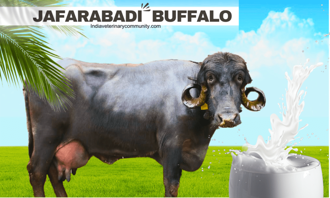 Jafarabadi Buffalo