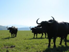 are water buffalo friendly